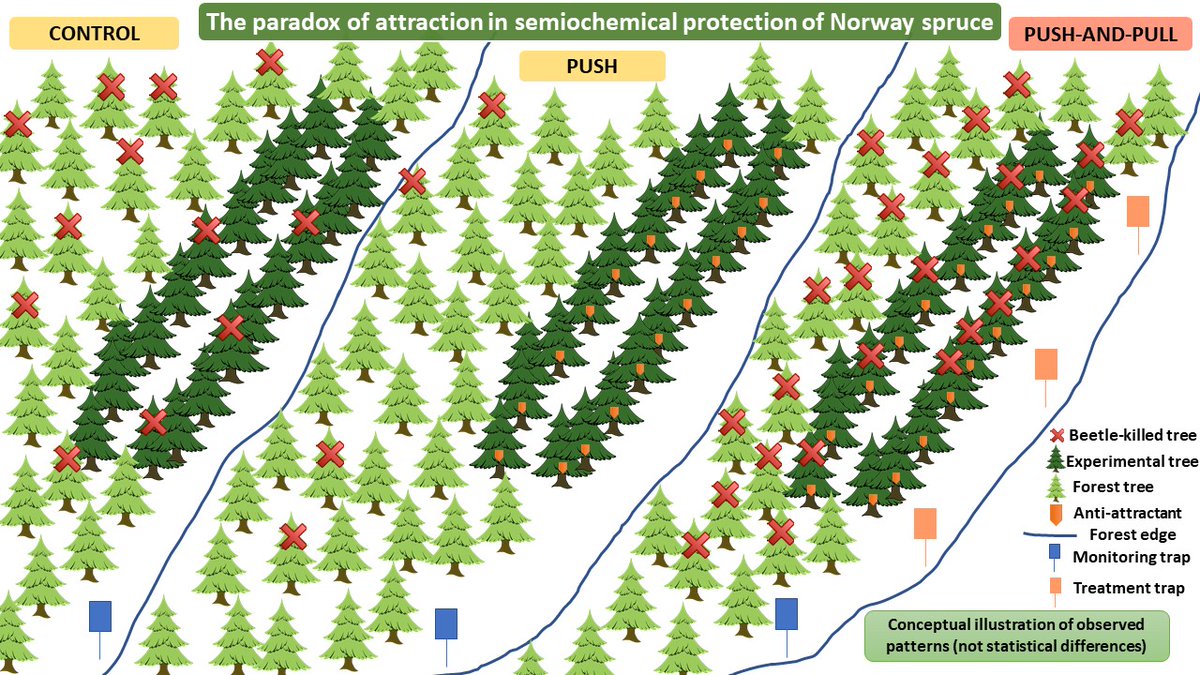 DE_Research_'s tweet photo. New study from the Italian Alps by Slovak #Resdinet team: push (anti-attractants) protected spruce better than pushโpull (anti-attractants + pheromone traps) at low trap density. Even with a verbenone-free anti-attractant blend๐ฒhttps://t.co/drB3T4ZCcb https://t.co/CExsMpb0xU