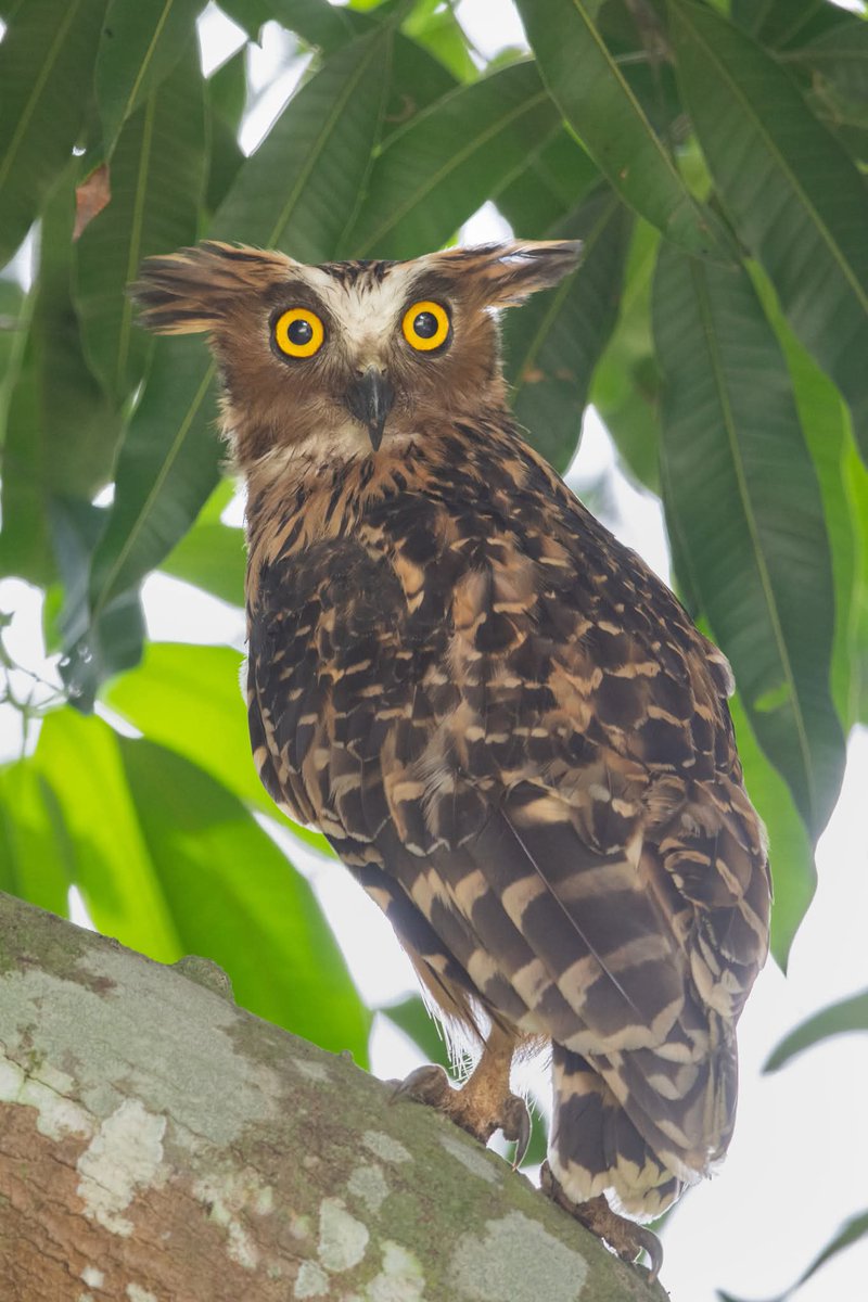 BP_Chua's tweet image. Buffy Fish Owl
#owl #bird #nature #wildlife #animal #photography #owl