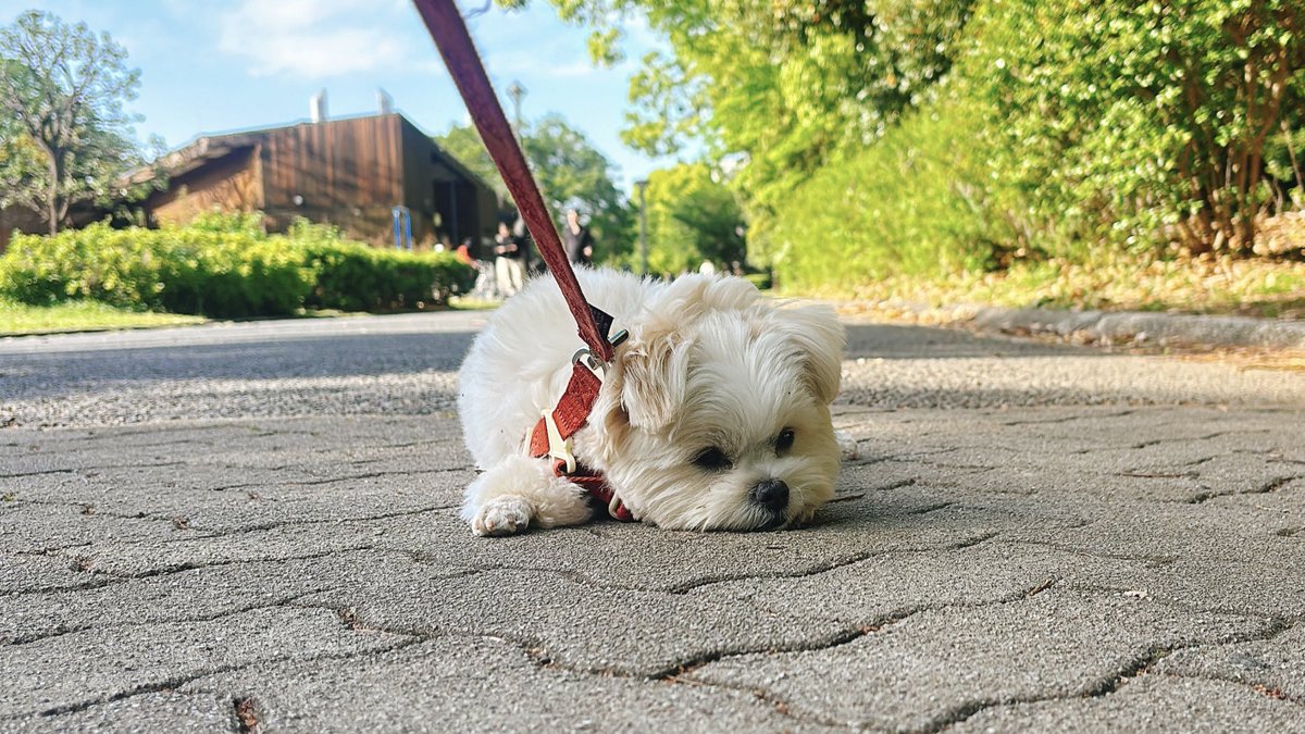 おこめ tweet media