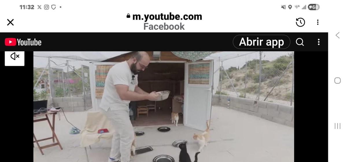 Felinos lo Morant tweet media