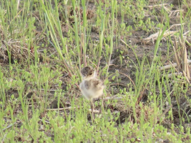 散歩してたらケリの雛がいた
18時になったらお母さんに呼ばれてお母さんのお腹の下に入っていった
何日か分の徳は使ったなと思うくらい可愛かった