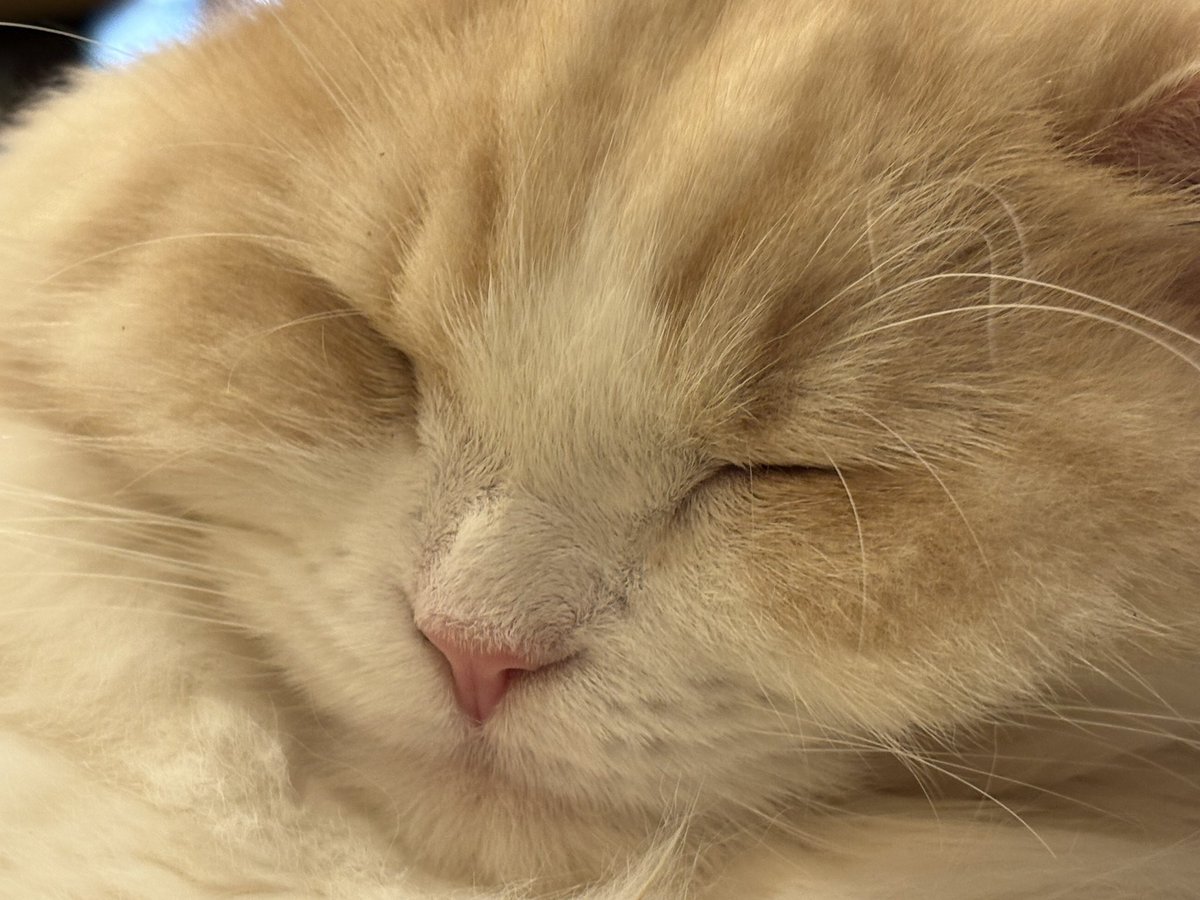 羽瑠流ウル｜狼VTuber tweet media