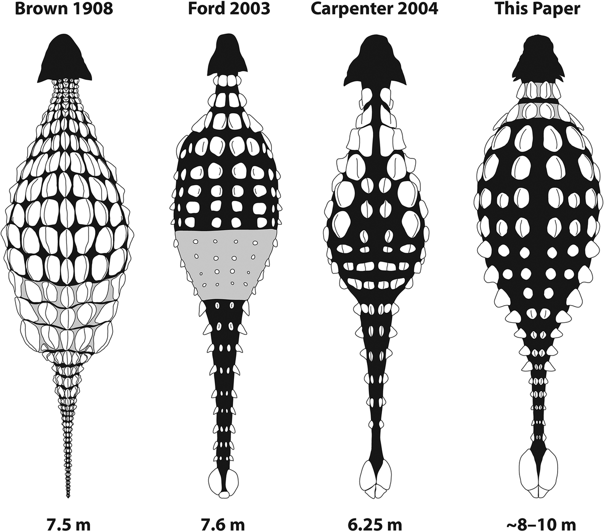 Guanlong_wucaii's tweet photo. "Unusual cranial and postcranial anatomy in the archetypal ankylosaur Ankylosaurus magniventris"
(Victoria M. Arbour, et al. 2017)

最大の曲竜アンキロサウルスの解剖学的特徴
※頸部ハーフリングなどを再検討
https://t.co/9k8iAcvH0D https://t.co/X6HYEOwlrd