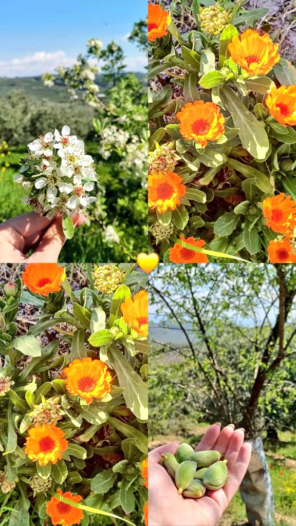 Dalından 🏵🪴🌿