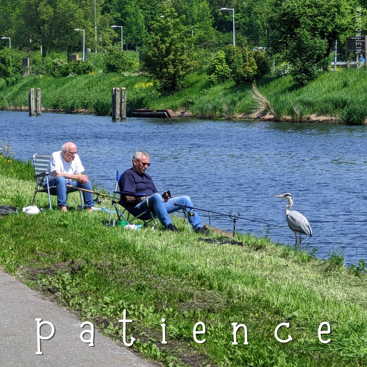 antonhein's tweet image. Patience

At the Noordhollandsch Kanaal, Amsterdam
#Amsterdam #StreetPhotography #fishing #GreyHeron