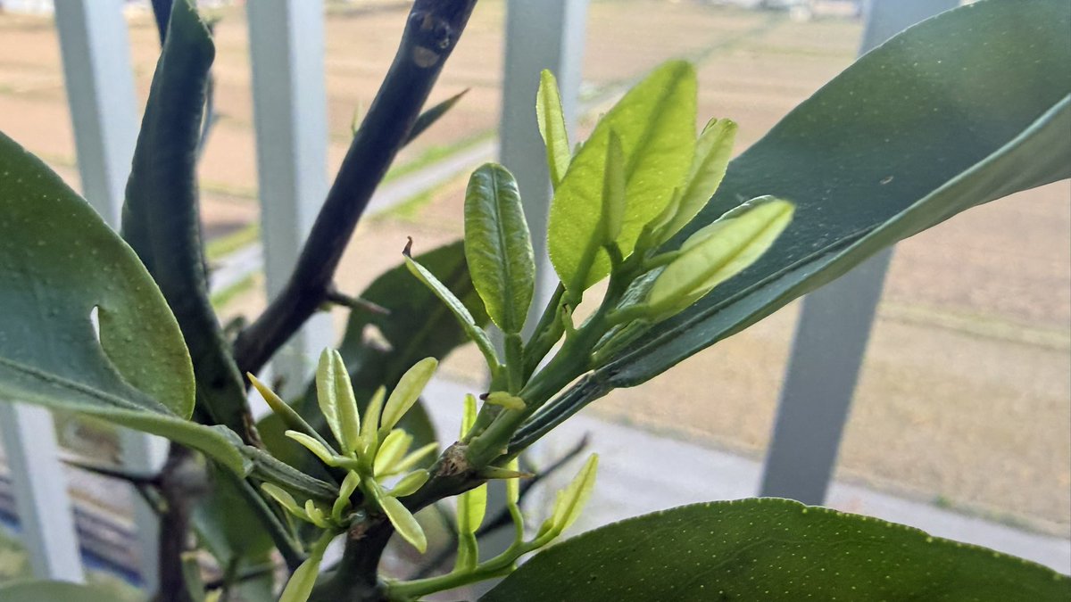 toraya_drone's tweet photo. 本日の山並みです。
今日は空気が澄んでいたのか、くっきり見えました。

植物は新芽が出てきてます。

#仁科三山
#大町市
#鹿島槍ヶ岳 https://t.co/NZc0Y74E5J
