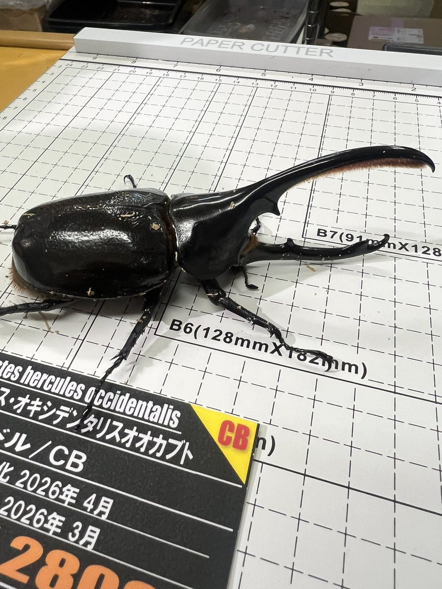 オキシが入荷！ 前回、即完売しましたが再入荷！ 今回も特徴の出た良