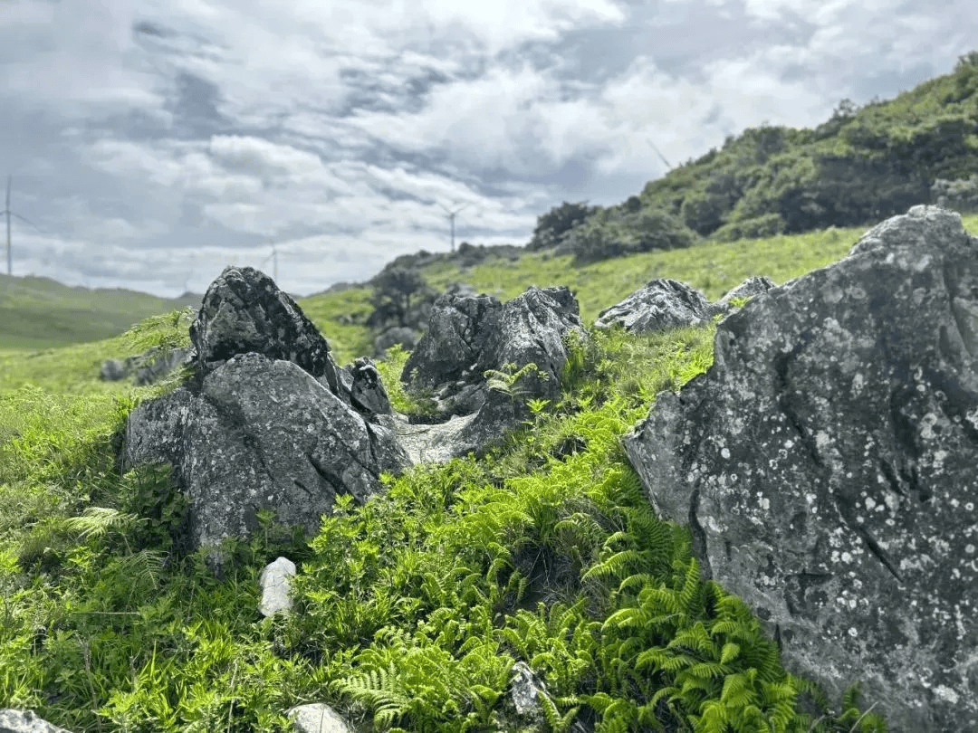 leitch_kelly's tweet image. Sunrise hike to the top of Oak Ridge  Caught a sea of clouds u0026 watched the sky turn from pink to gold. Worth every steep step! #Wanderlust #NatureLovers