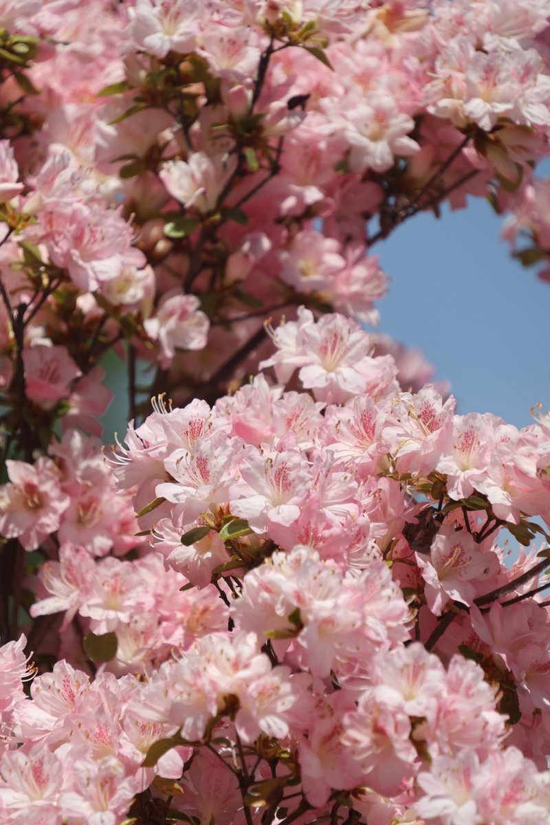 gontanokoneroku's tweet image. Azalea 😁 

#Photography #Flowers #Azalea