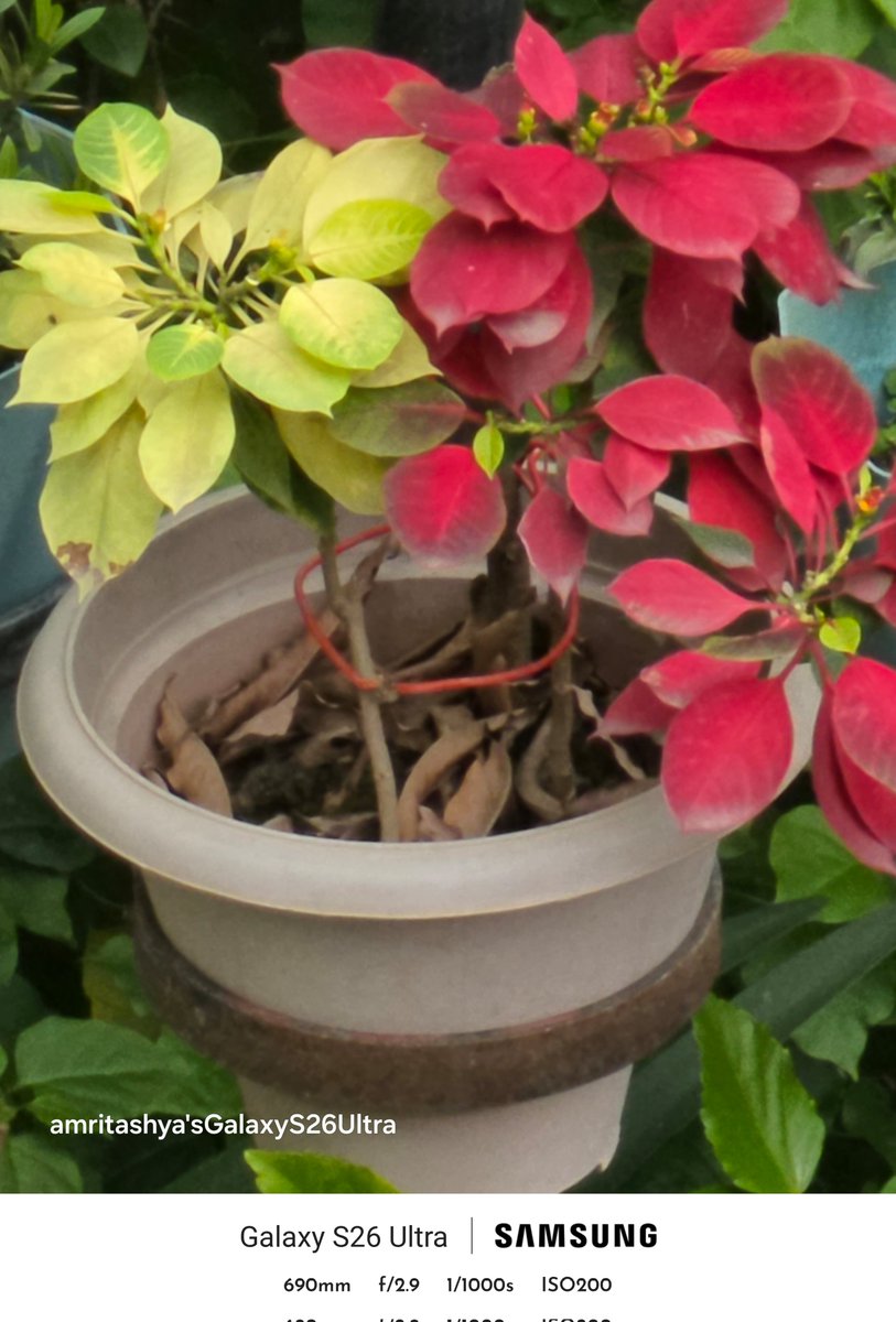 amritashya's tweet image. Here are some camera clicks, all in auto mode with no edits! The first was taken in 12 MP mode at 30x , the second in 24 MP mode at 30x , and the third using expert raw at 25 x. 📸✨ #Camera #Clicks #Mode #expertraw