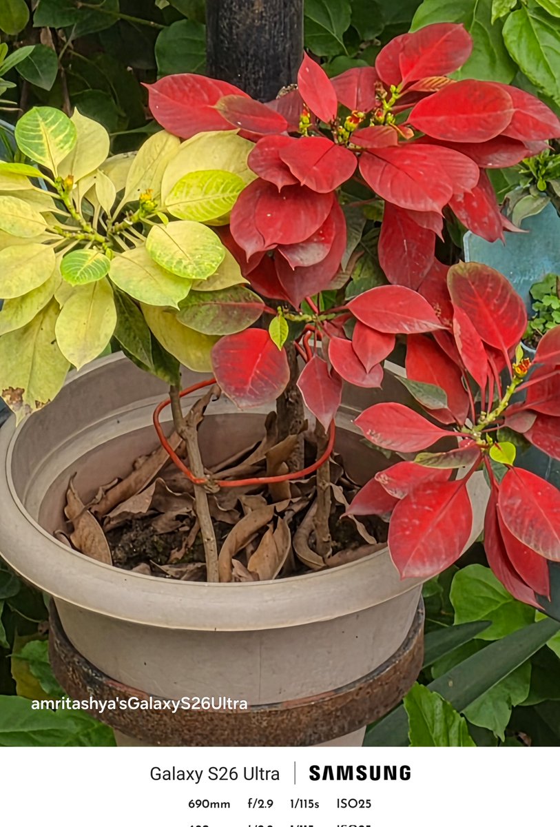 amritashya's tweet image. Here are some camera clicks, all in auto mode with no edits! The first was taken in 12 MP mode at 30x , the second in 24 MP mode at 30x , and the third using expert raw at 25 x. 📸✨ #Camera #Clicks #Mode #expertraw