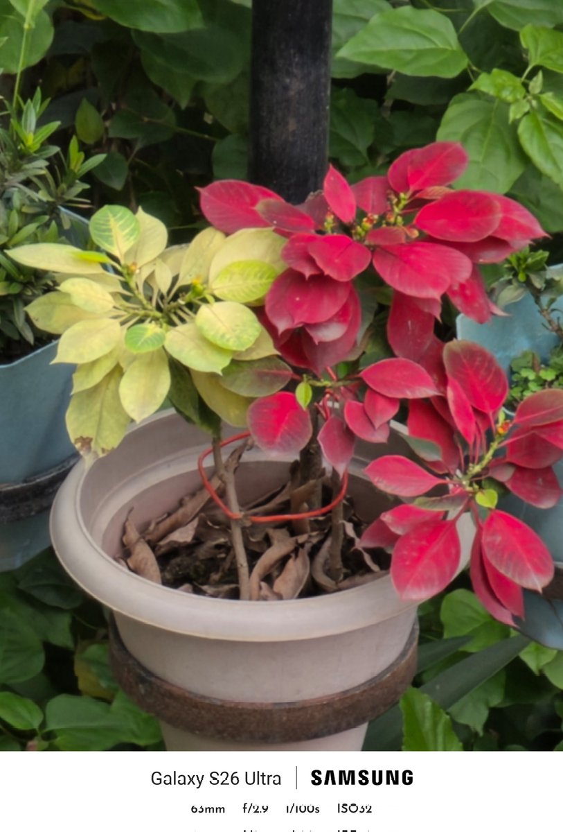 amritashya's tweet image. Here are some camera clicks, all in auto mode with no edits! The first was taken in 12 MP mode at 30x , the second in 24 MP mode at 30x , and the third using expert raw at 25 x. 📸✨ #Camera #Clicks #Mode #expertraw