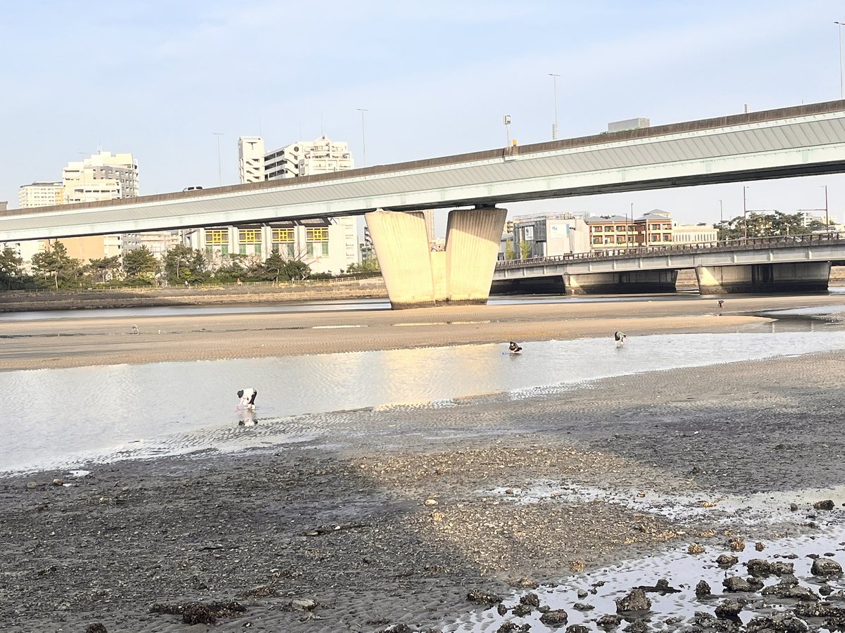 みきてぃ→PayPayリレーマラソン tweet media