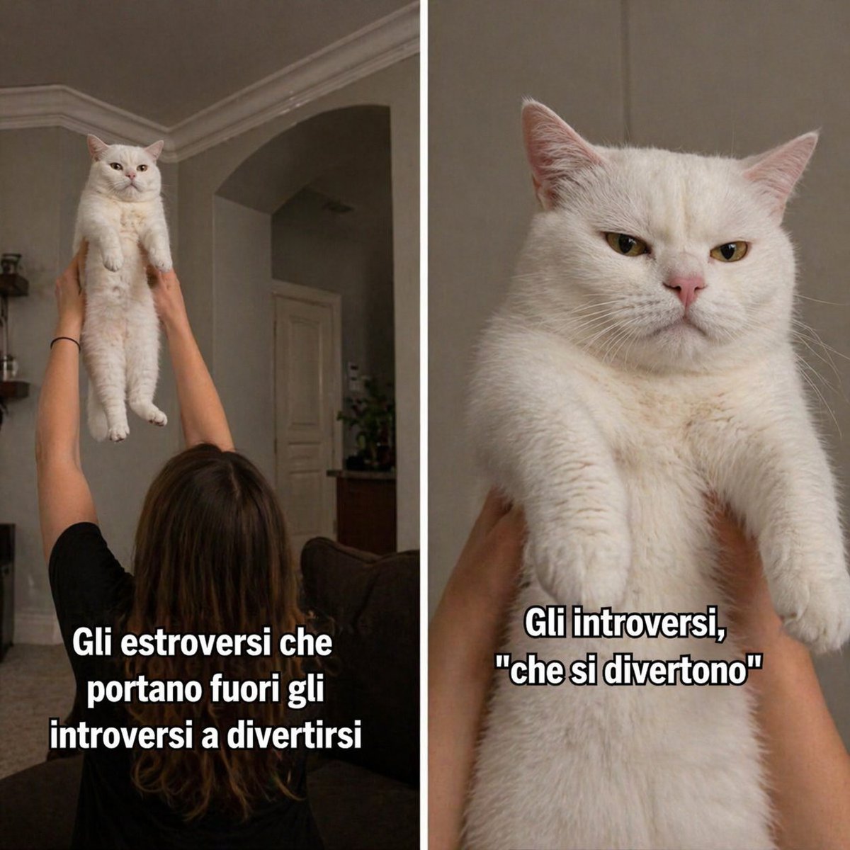 SFIGATTO tweet media