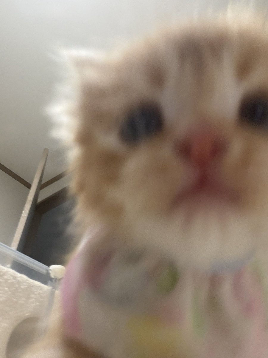 째앙금 tweet media