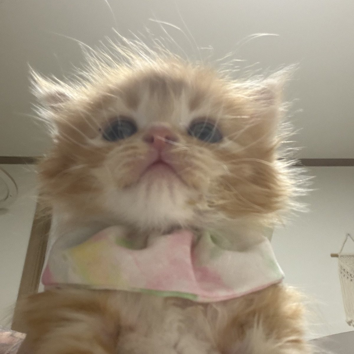 째앙금 tweet media