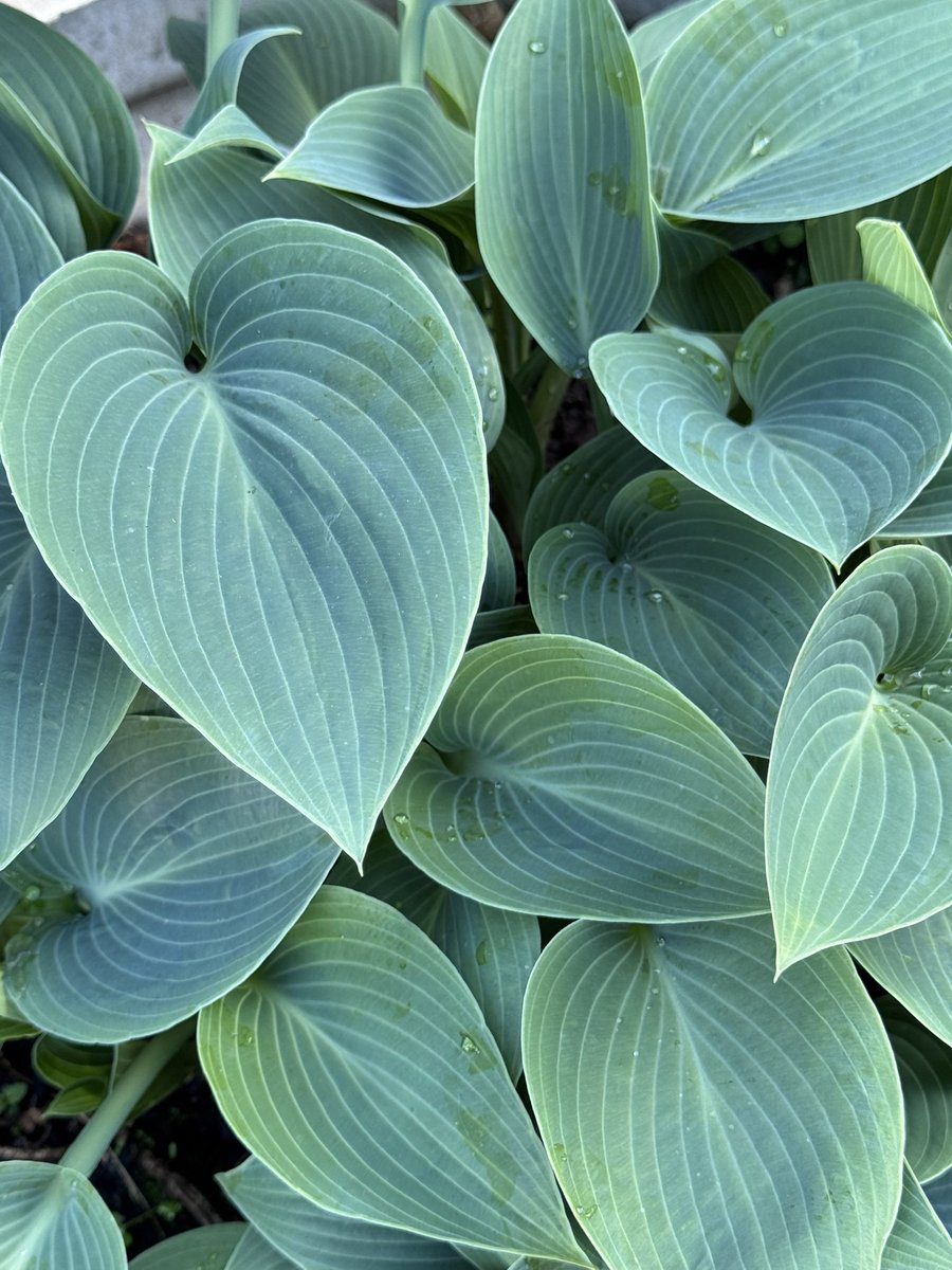 Garden Brocante tweet media