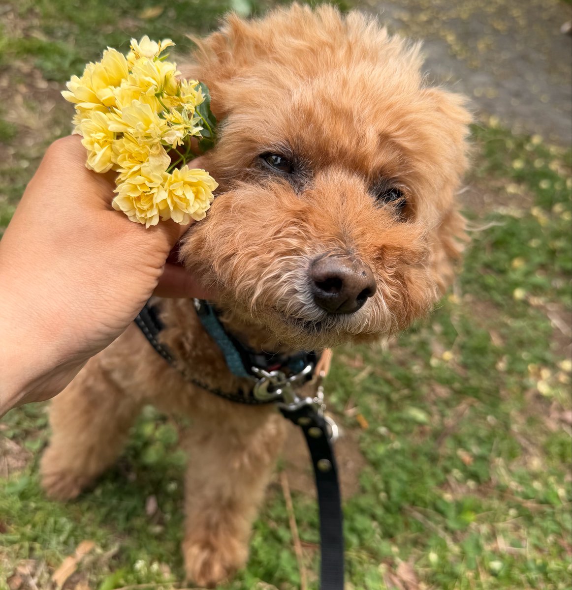 shiratama_no556's tweet image. 幸せな犬の姿は希望で光なので、どんどん幸せそうな姿を載せて欲しい。
犬よ、犬よ、老いも若きもみんな幸せであれ。

こちらは実家のおじいワン
多分置き去りにされて捨てられたけど、今は大事大事に膝上で撫でられる日々を送る幸せな犬。
(風で折れたのか落ちていたモッコウバラを添えて)