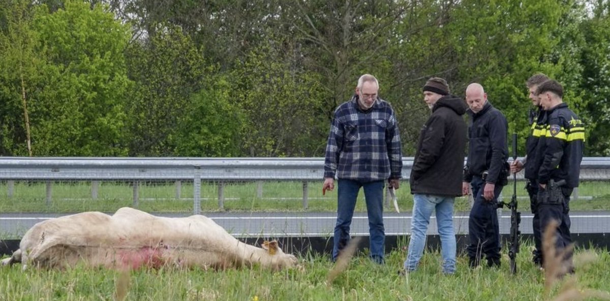 Marc Pieterse (⧖) @marcpieterse.bsky.social tweet media