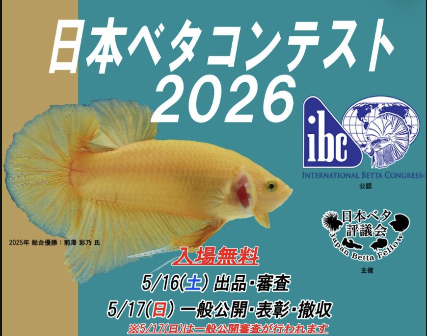 LIcassbeta's tweet photo. コレクターズ部門に出品しようかと思ってました。

しかーし
ヒレの裂けで見学のみに変更させて頂きます。
#ベタショップフォーチュン
  #ベタコンテスト https://t.co/xGxHHprqD5