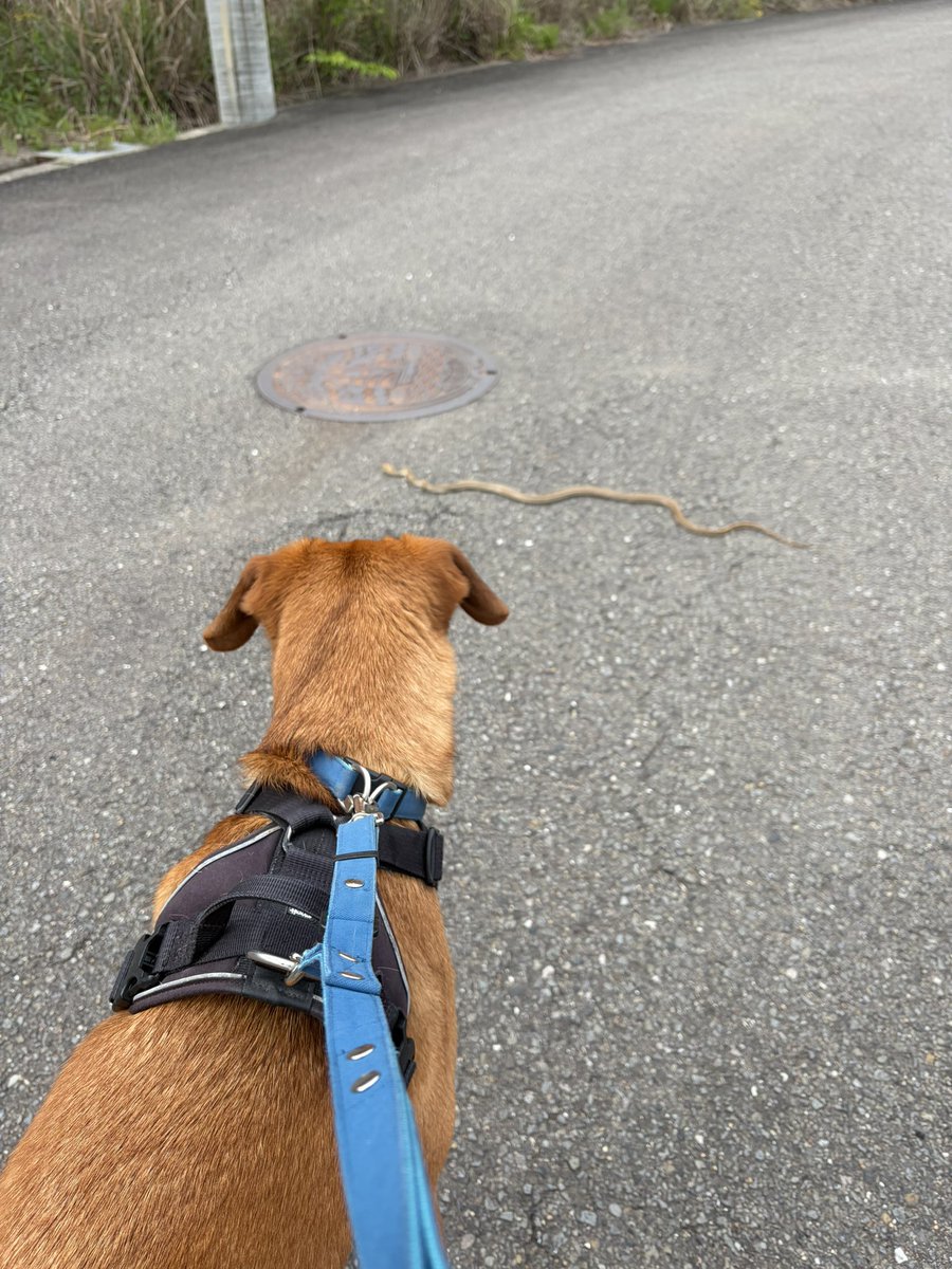 おじいちゃん tweet media