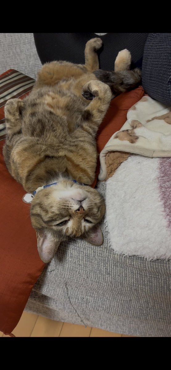 ぎんちゃんのママ tweet media