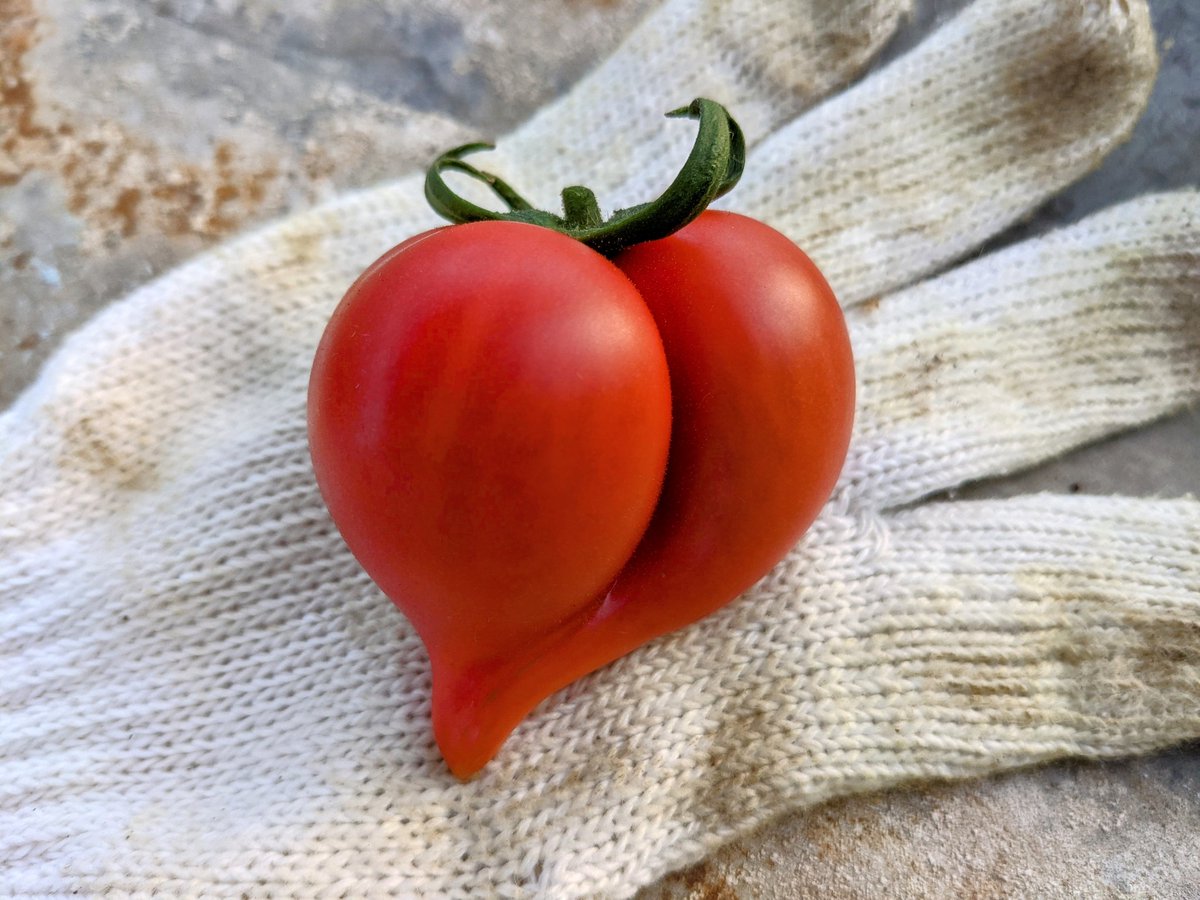 曽我農園 SOGA FARM @規格外トマトの世界 tweet media