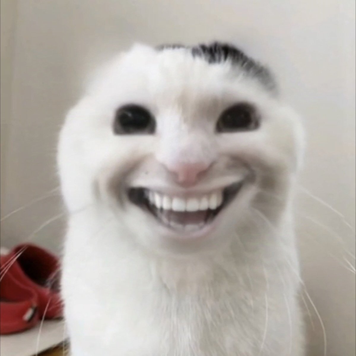 红尘飞 tweet media