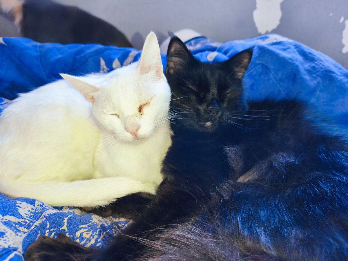 Felinos Las Gabias tweet media