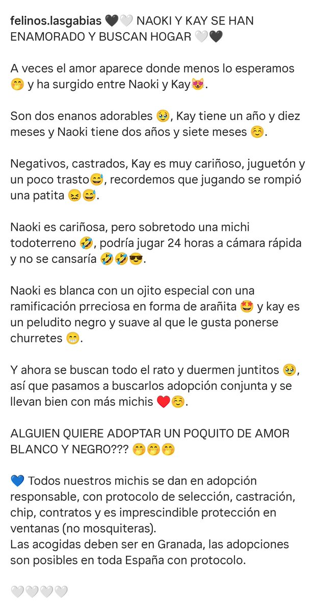 Felinos Las Gabias tweet media