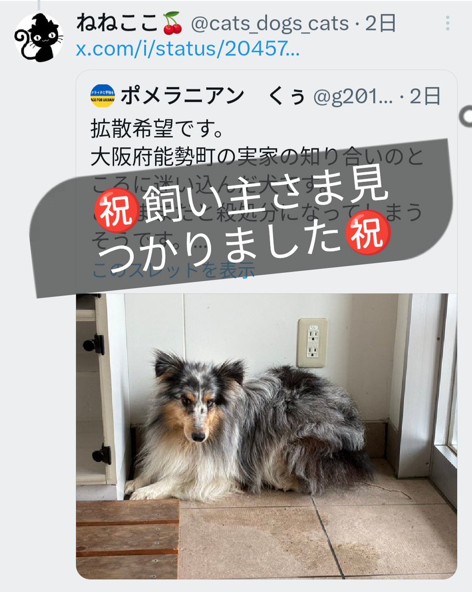 ㊗️飼い主さま見つかりました㊗️
#迷い犬 #迷子犬 #大阪府