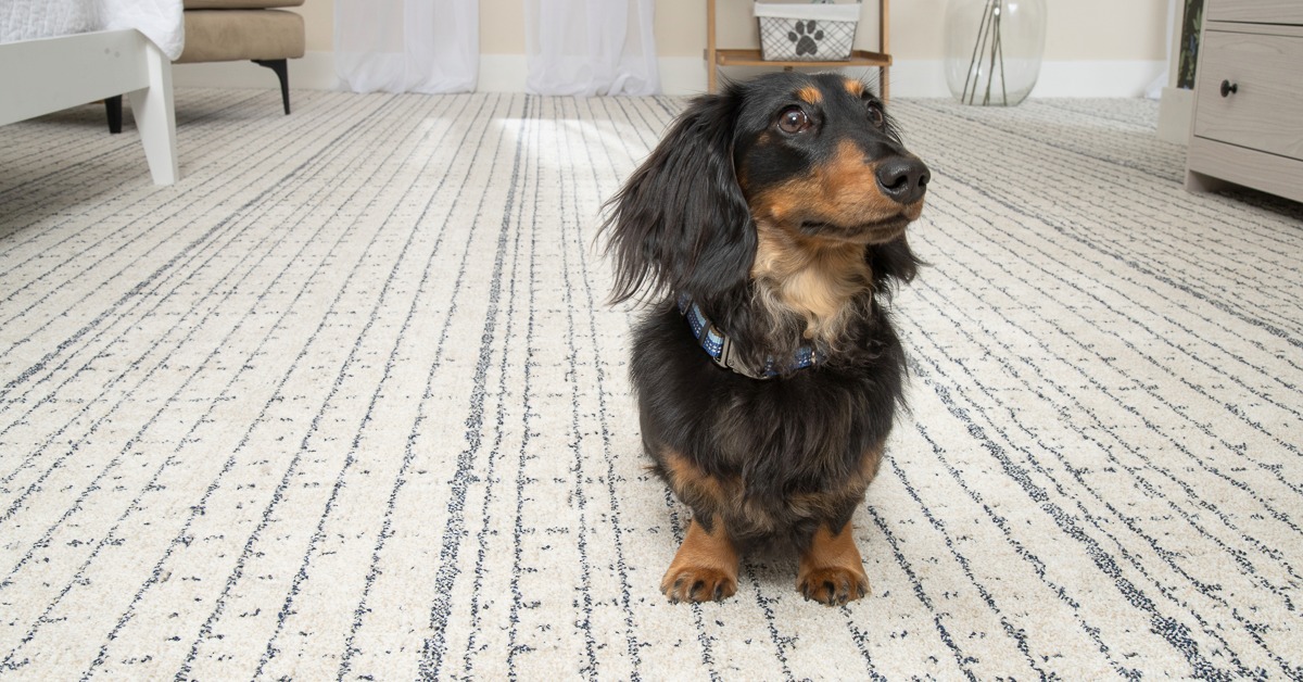 allencarpet1994's tweet image. Pets happen… worries don’t have to 🐾

📍 Available at Allen Carpet &amp;amp; Flooring
📞 Mohegan Lake: (914) 526-3333 | Mount Kisco: (914) 864-2865 | Yonkers: (914) 337-8880
🔗 allencarpet.com

#PETPremier #PetFriendly #StainResistant #EasyLiving #HomeComfort #AllenCarpet