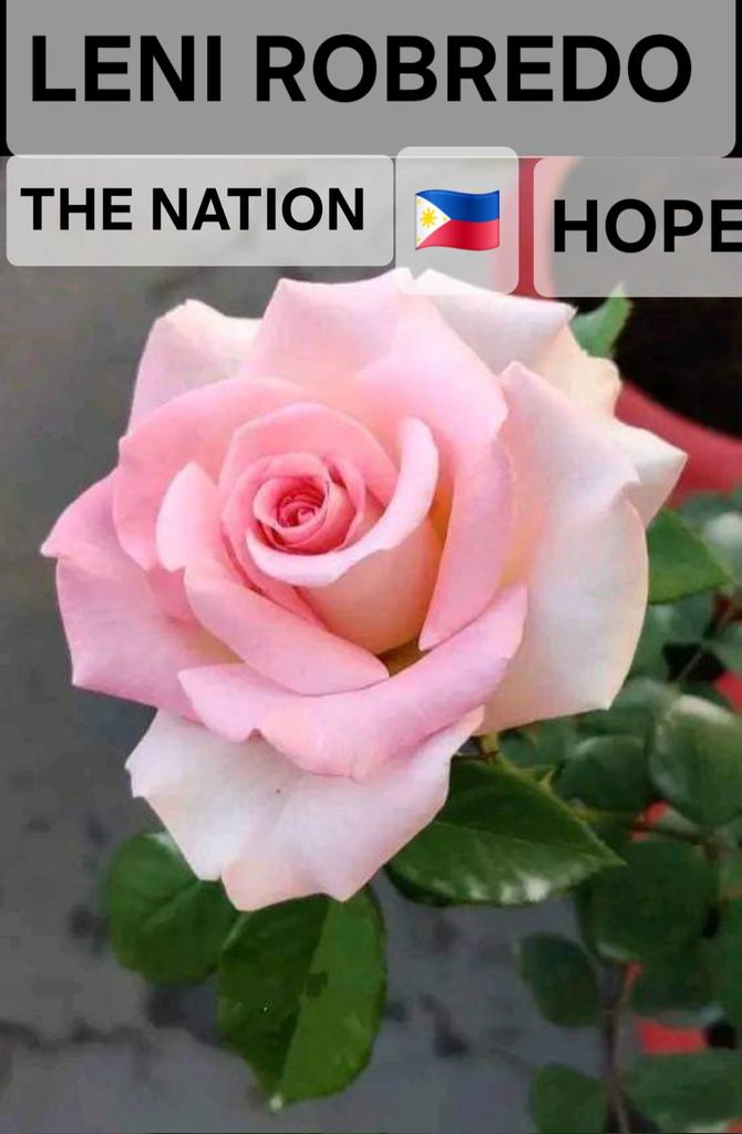 Alejandro tweet media