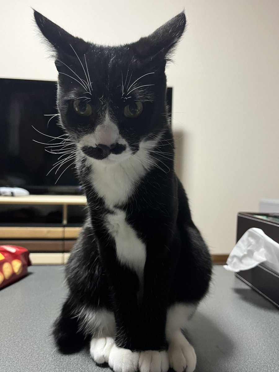 しまじろう tweet media