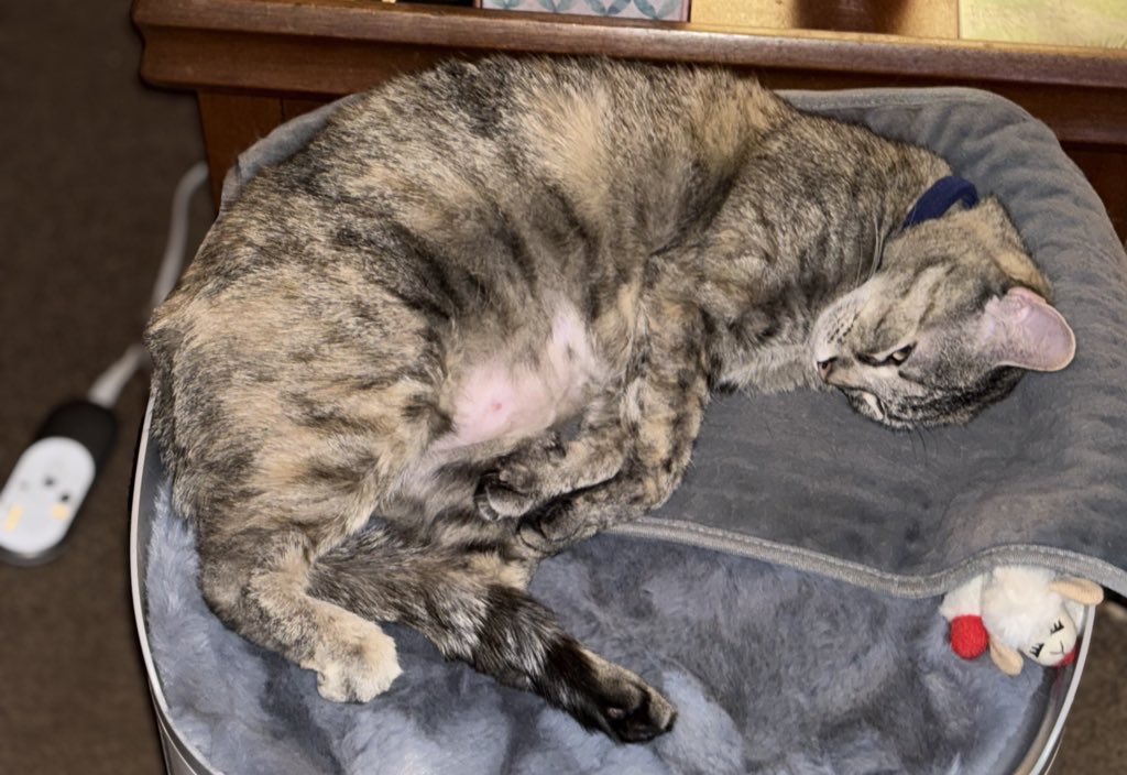 LucySkinnyjeans's tweet image. Thank you for all the birthday wishes yesterday! I had a wonderful 8th birthday &amp;amp; dad says I don’t look a day over 6😹😹😹I am exhausted so if you need me, I’ll be napping #TakeANapTuesday #catsoftwitter #CatsOfX #TabbyTroop