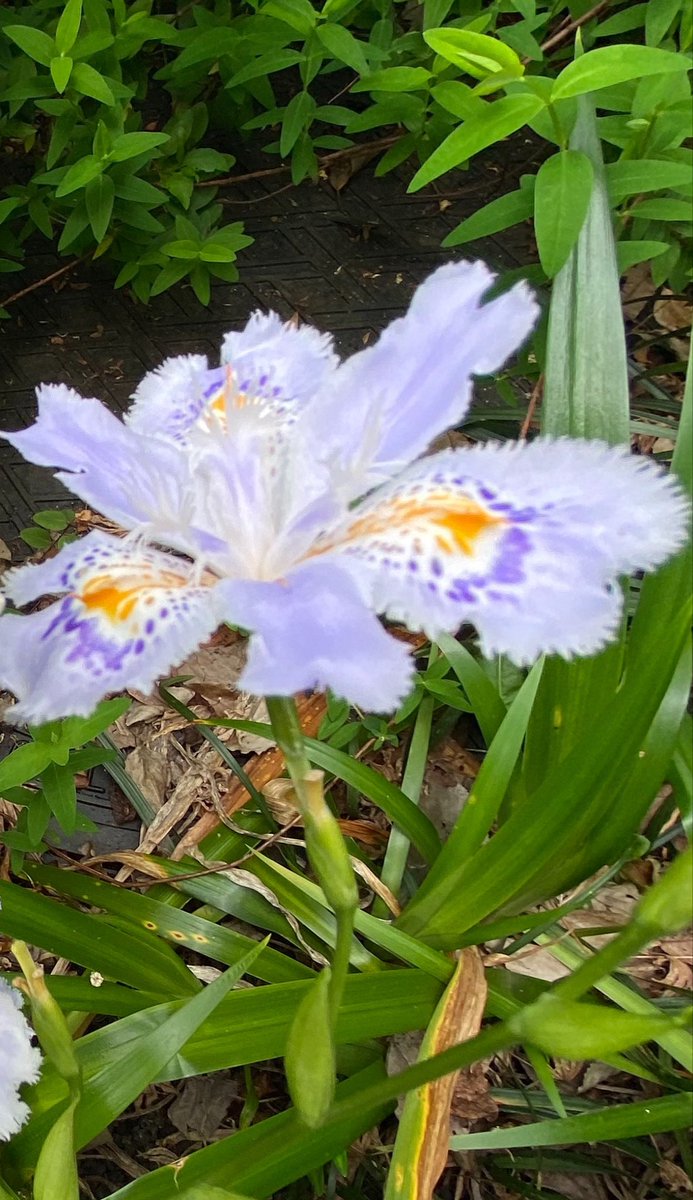 お花🌸