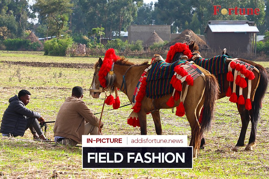 addis_fortune's tweet image. In a random neighbourhood in Assela, What looks like a royal procession is actually two horses dressed like they’re heading to a cultural fashion week, complete with dramatic red tassels that clearly did not come cheap. #Horse #Animal #Care

Read more - shorturl.at/S2rqd