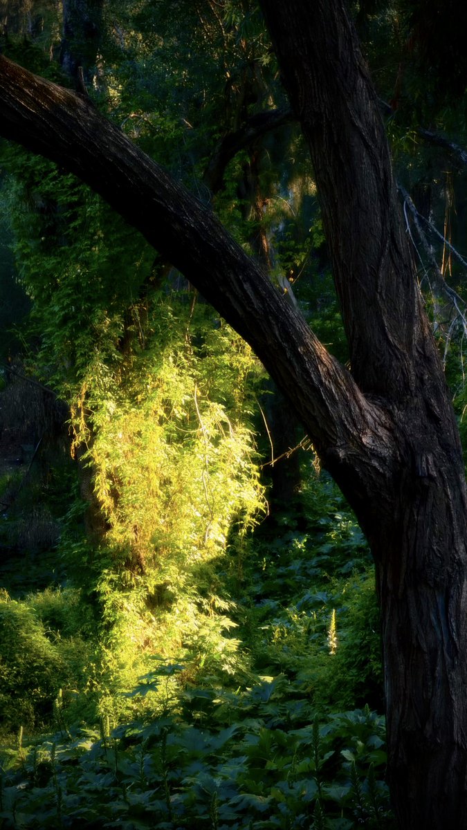 cette photo que j’ai prise hier est tellement magique mdr