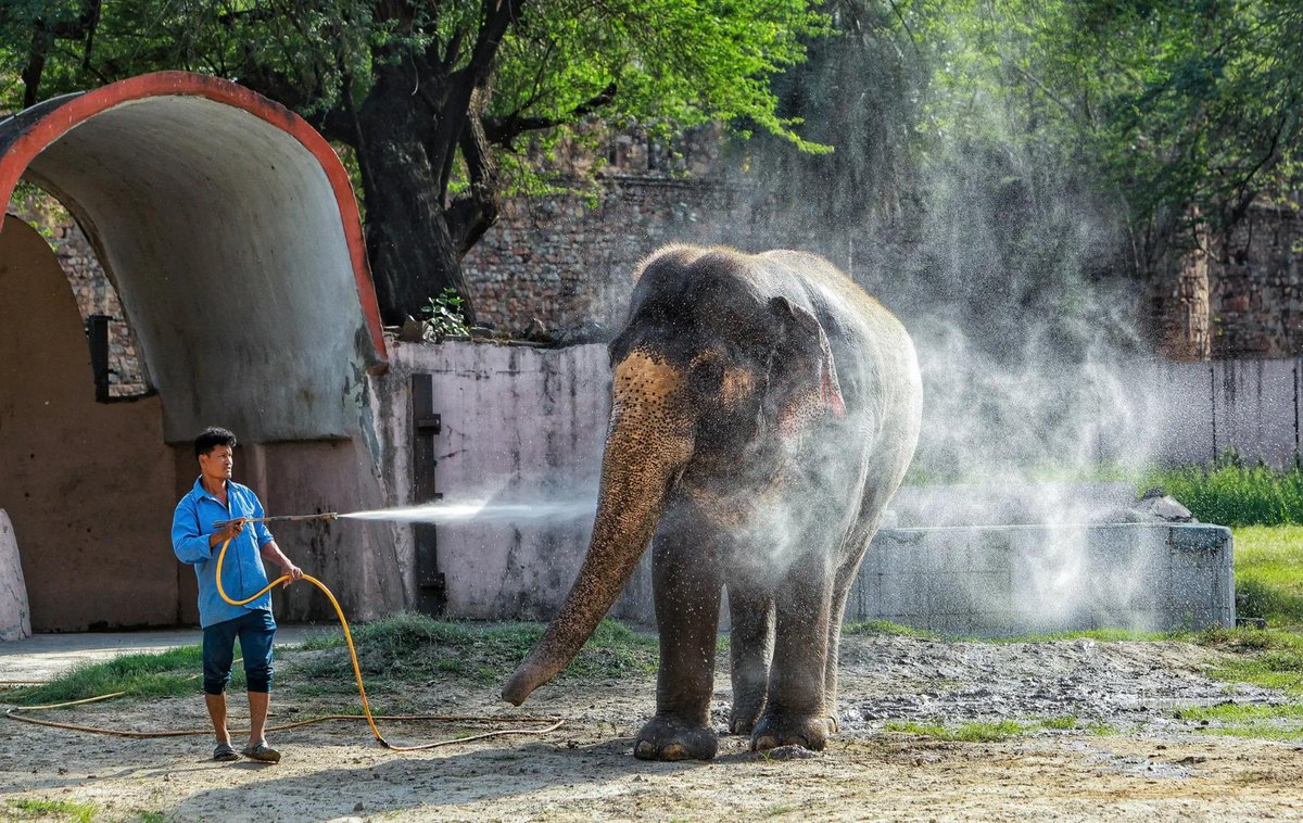 timesofindia's tweet image. #InPics | Raj Laxmi, the female #Elephant and a #tiger enjoys a bath to beat the heat at #DelhiZoo in #NewDelhi