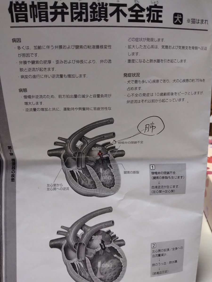 マンモス西 tweet media