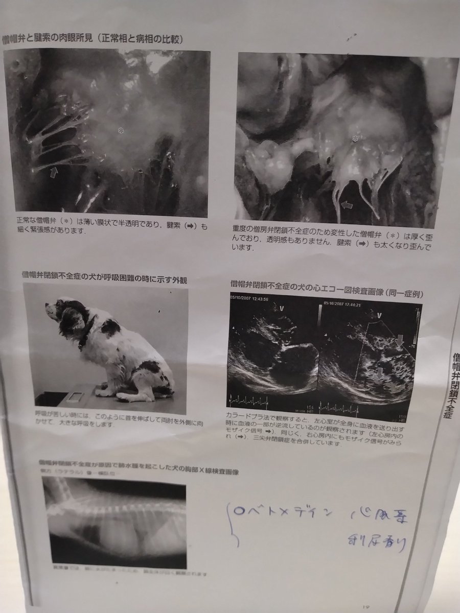 マンモス西 tweet media