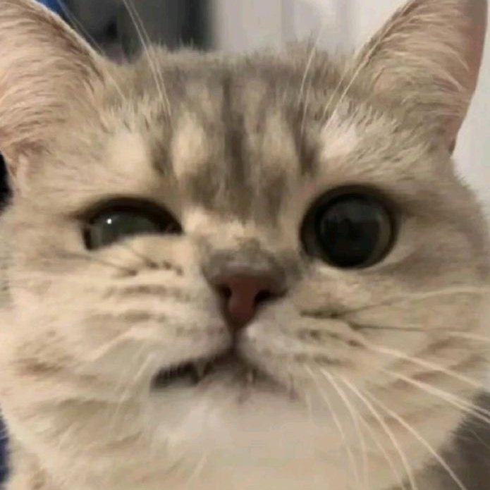 เฮียหมู tweet media