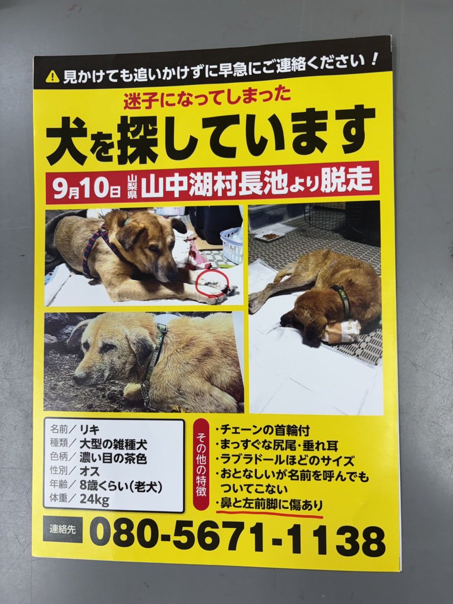 青い鳥動物愛護会🕊️@山口県防府市 tweet media