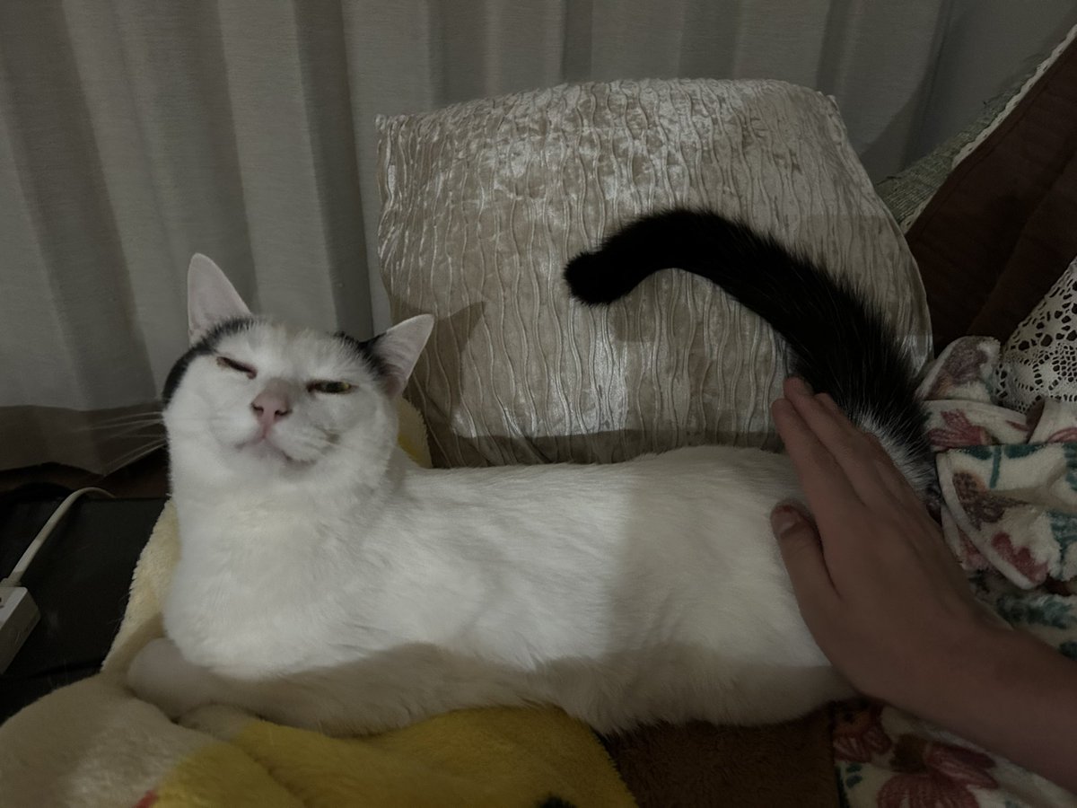 ウルちゃんの飼い主🐱 tweet media