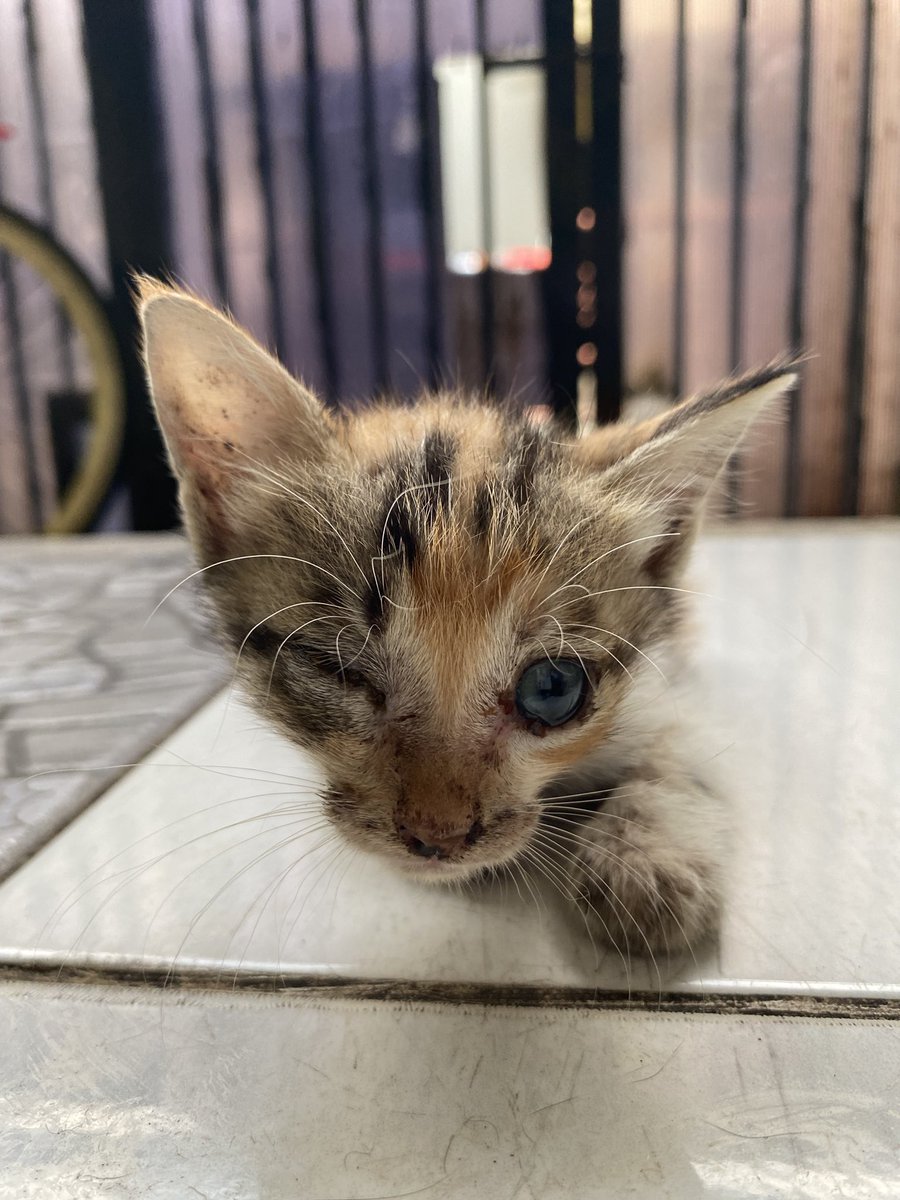 saku ✮ tweet media