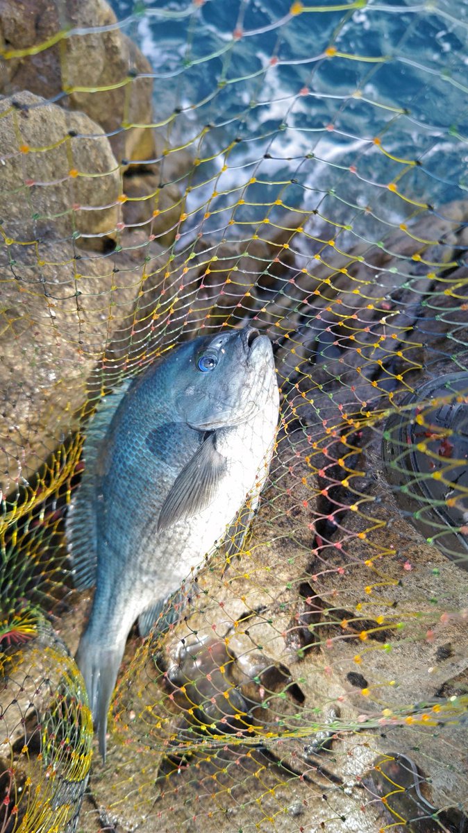 tureture55's tweet photo. 今週も牟岐大島でグレ釣りです。
ウネリが有り今日も裏回りの桃落ち。
ポツポツ釣れてツ抜け。
39頭に11尾、まだまだ釣れてますね🤗 https://t.co/VVcJU6RtGm