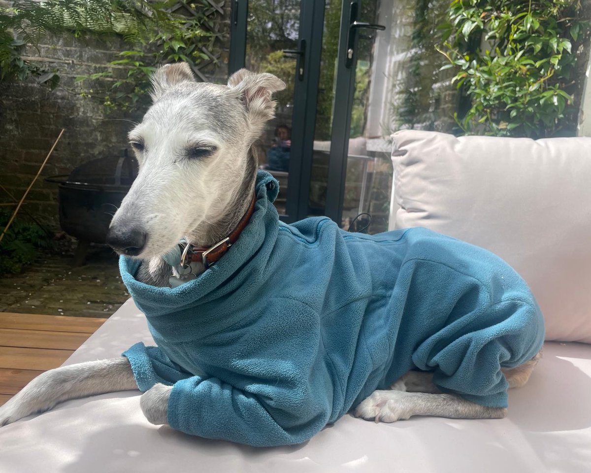 Forever Hounds Trust tweet media