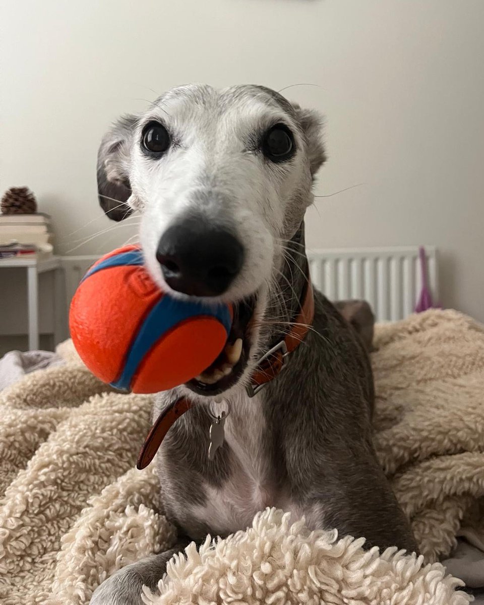 Forever Hounds Trust tweet media