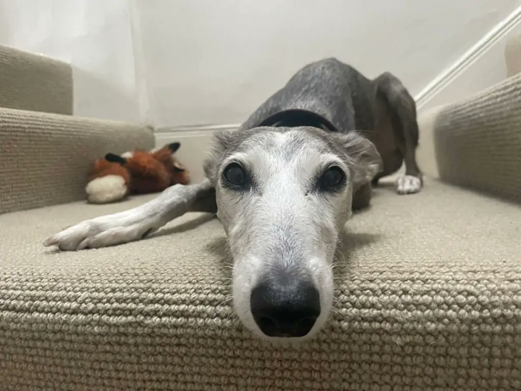 Forever Hounds Trust tweet media