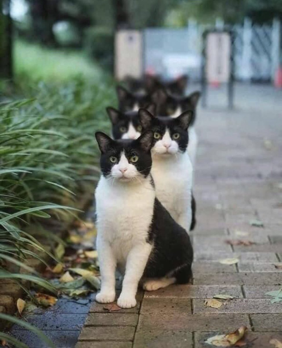 Cat is life ~猫は人生~ tweet media